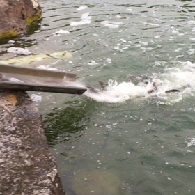 トラック放流の画像