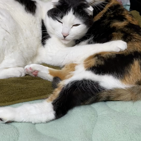 幸せな陣取り合戦の画像