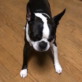 男性版宝塚歌劇団？の画像