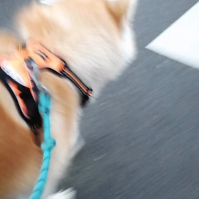 よし！頑張った‼️良いぞ未来丸‼️ガッツリゴロ寝だけどしっかり脚側歩行だ。これぞミクマル流❗の画像