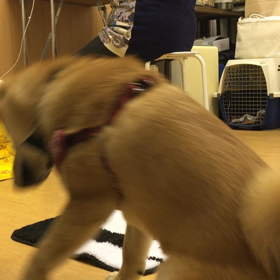 ハードル高過ぎた？の画像