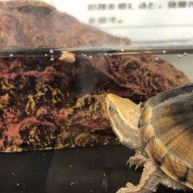 ミシシッピニオイガメのみっぴの画像