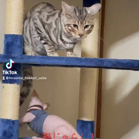猫じゃらされの画像