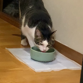 夏場の飲水量の画像