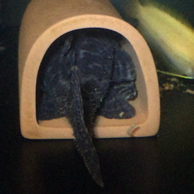 ふふふっの画像