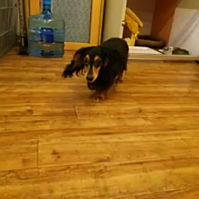 エヴァちゃんの画像