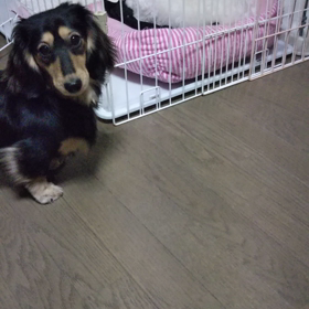 今日のはなちゃん272、モモちゃん228の画像