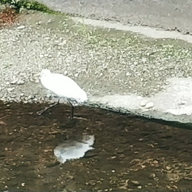 歩くダイサギの画像