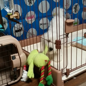 かえるさんの画像