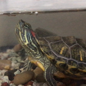 おはようの画像