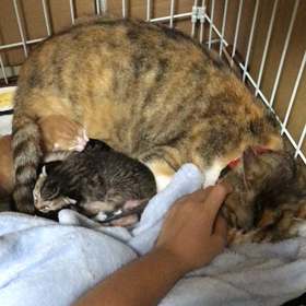 華音さん❤️の画像