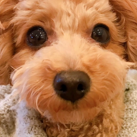 Shima散歩Tokyo愛おしき世界のワンちゃんセレクションの画像