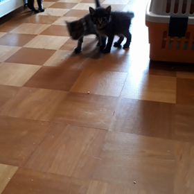 里親募集中（キジトラ編）の画像