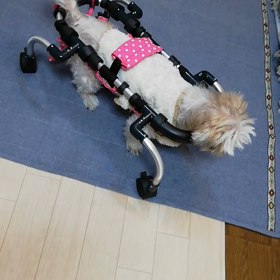 しっぽがピン♪の画像