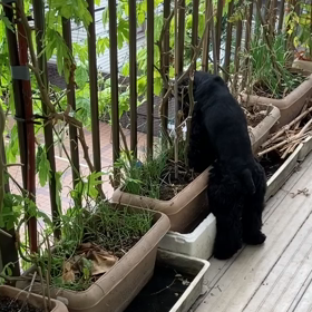 あきらめられない　ミニトマトの画像