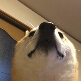 震えるレッツ。の画像