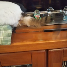 うちにも居た！の画像