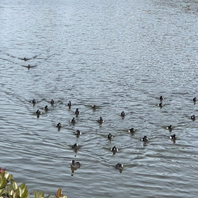 聚楽園公園のキンクロハジロの画像