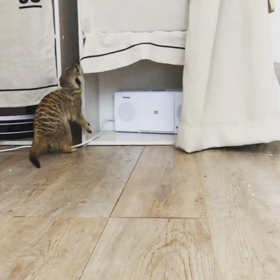 ミーアキャットの点検の画像