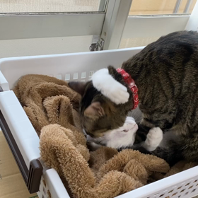 嬉しい進歩！の画像