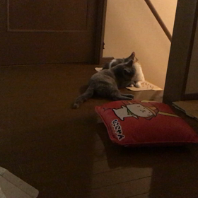 仲良く毛繕い(*´ω`*)の画像