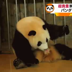 パンダの出産の画像