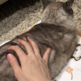 撫でられるの好きの画像