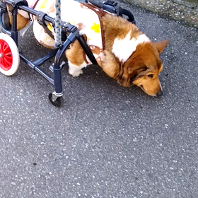 変性性脊椎症・・お手上げですの画像