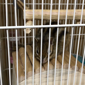 発情期かな？の画像