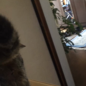 猫って舌打ちしますか？の画像