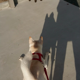 おやつもらいすぎの代償。の画像