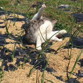 畑まで会いに来てくれるの画像