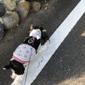 お散歩！の画像