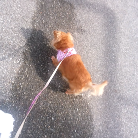 お泊まり　ロキちゃんの画像