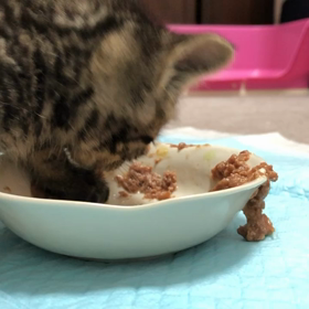 4時間おきのご飯の画像