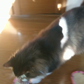 にゃんにゃん君の画像