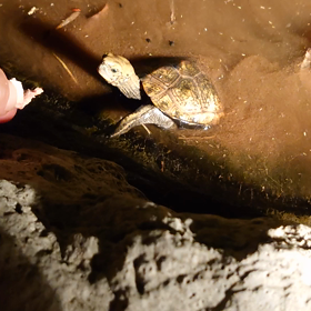 3年目の若亀の画像