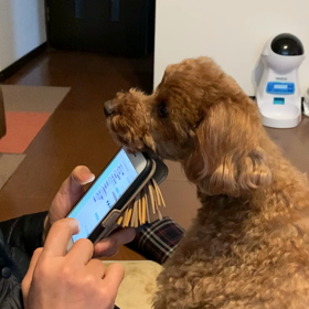 必死な和鉄くん？の画像