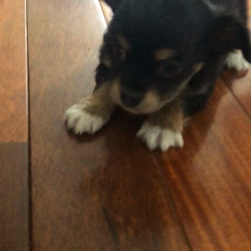 ヨチヨチ歩きのチワックスの画像