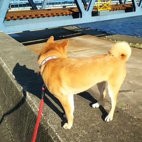 風の強い夕方の散歩❗️の画像