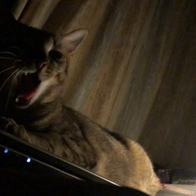 真夜中のちゃむฅ^•ﻌ•^ฅの画像