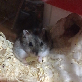 りんのお初の画像