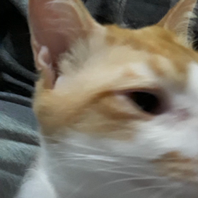 ゴロゴロの画像