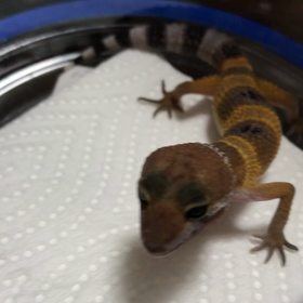 参考動画。(イベント帰宅後の食事)の画像