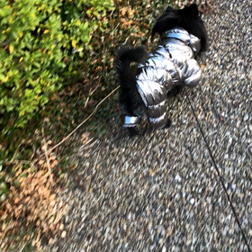 2020年12月19日　お散歩　3の画像