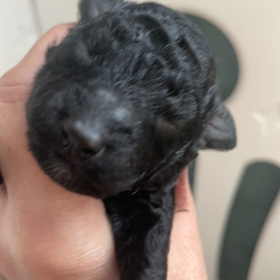 ６日目　赤ちゃんたちの画像