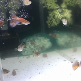 グッピー水槽水換えの画像