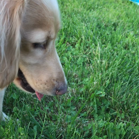 ドッグランと亜人の画像