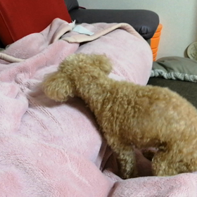 母わんこ、飛び乗るの画像