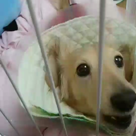 とあちゃんの画像